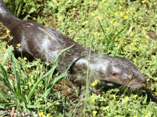 Otters seen at Reserva Don Luis